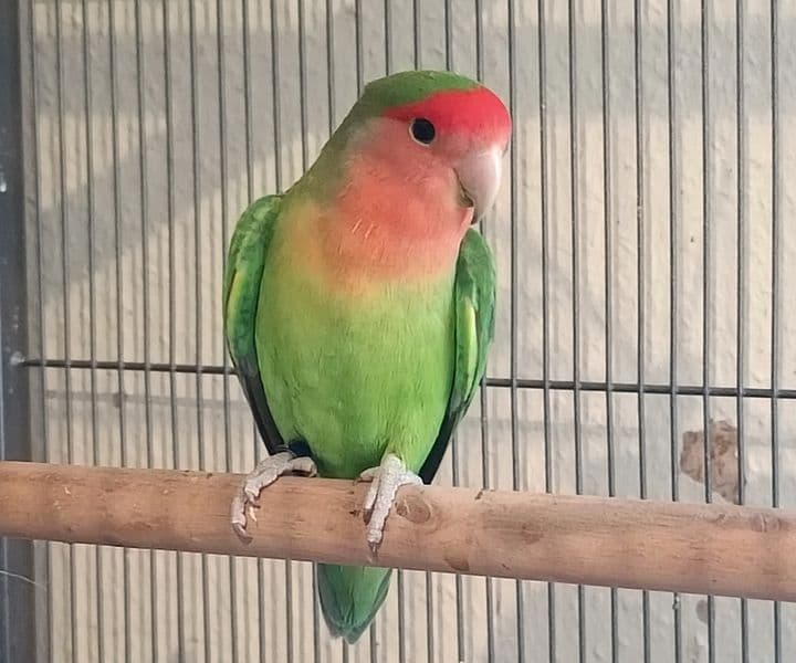 Foto von Farbwunder Rosenköpfchen Rosi