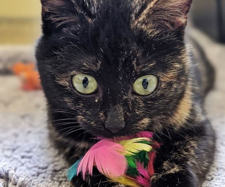Foto von Süßes Schildpatt-Mädchen Ruby (gemeinsam mit Bounty)