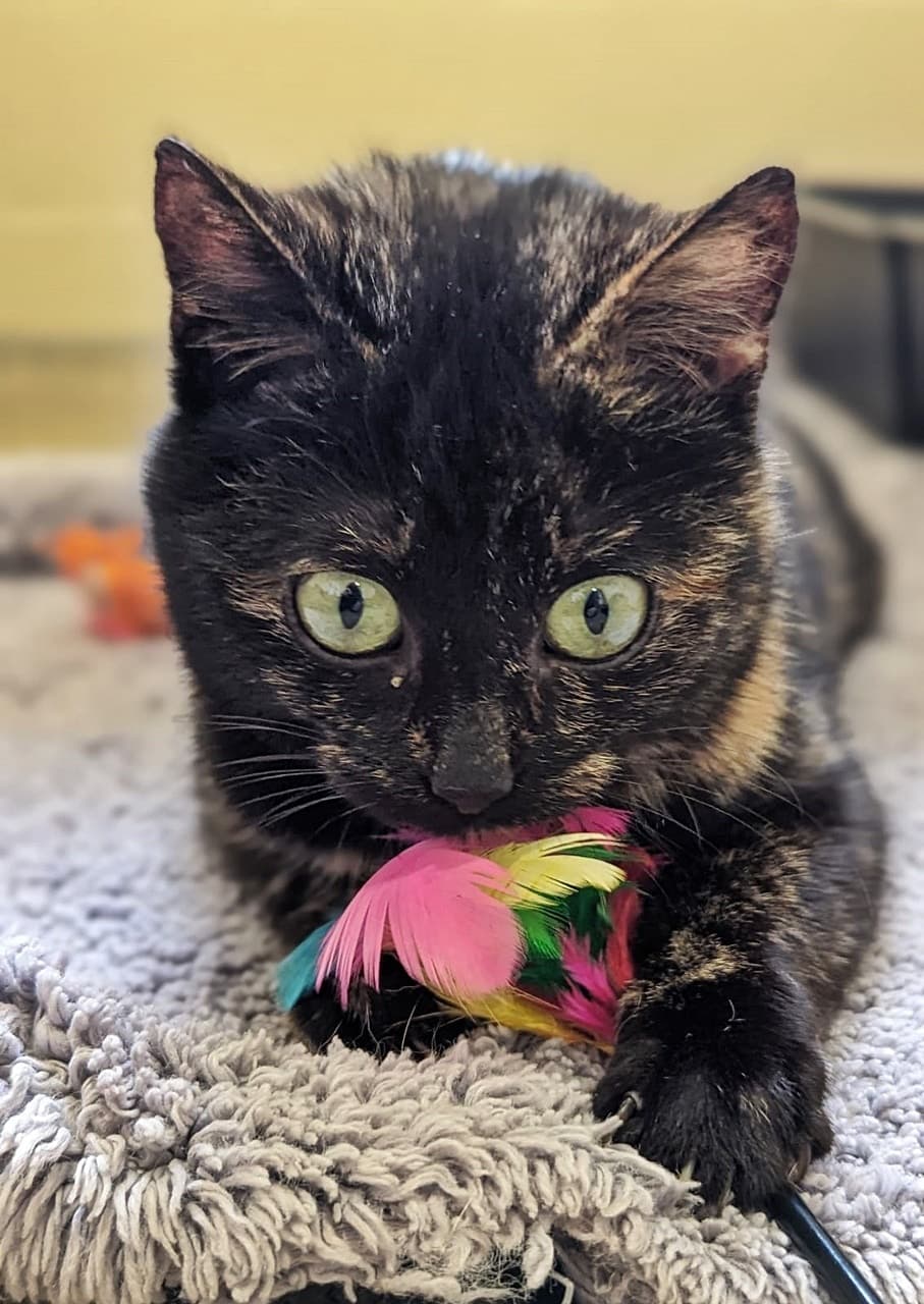 Foto von Süßes Schildpatt-Mädchen Ruby (gemeinsam mit Bounty)