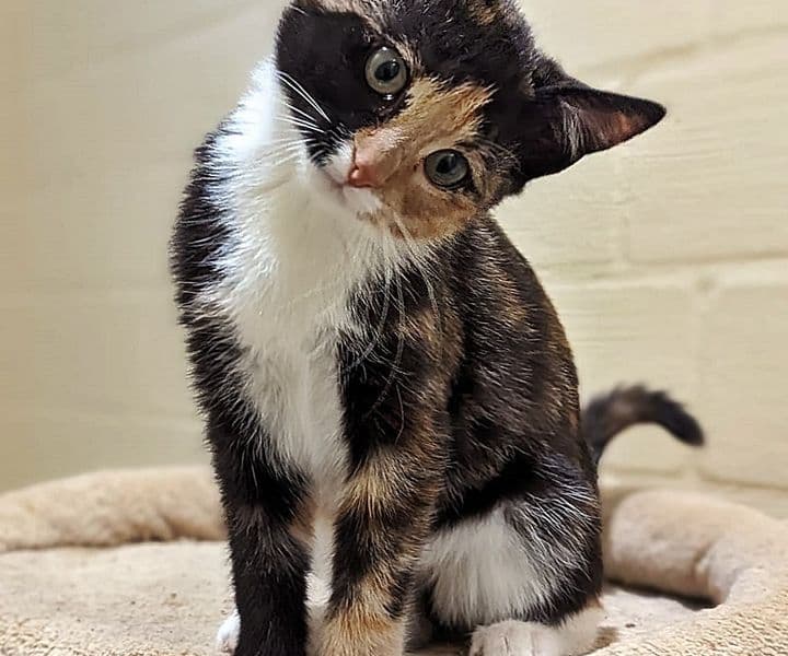 Foto von süße Glückskatze Ruby