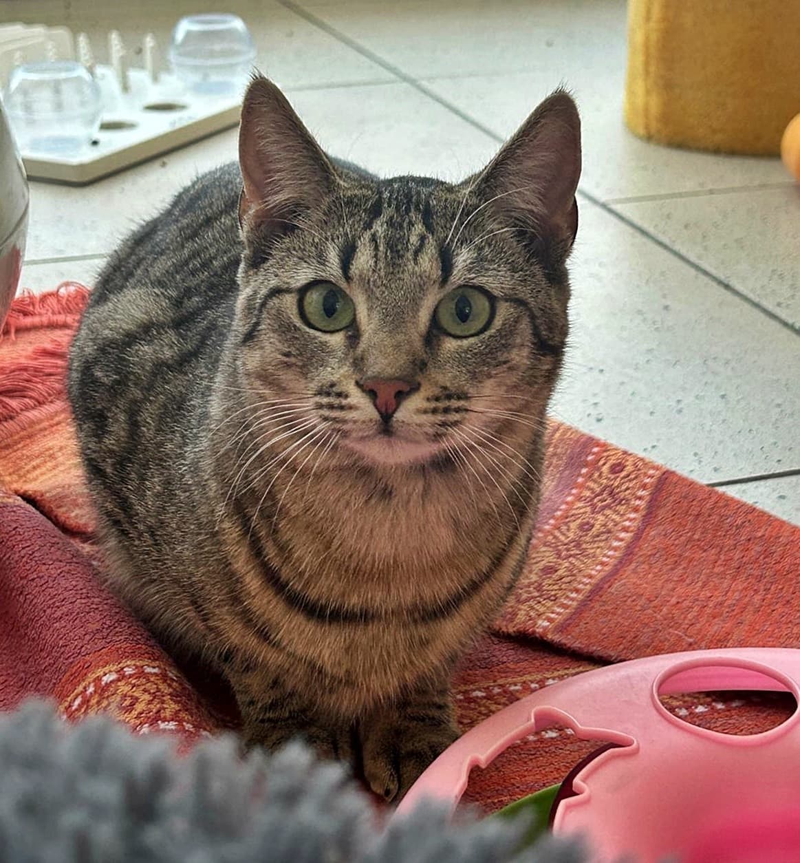 Foto von Jimmy sucht verständnisvolle Besitzer