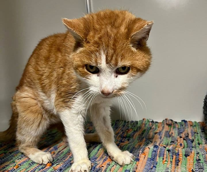 Foto von Letzter Ruhepol für Opi Rufus gesucht (mit Video)