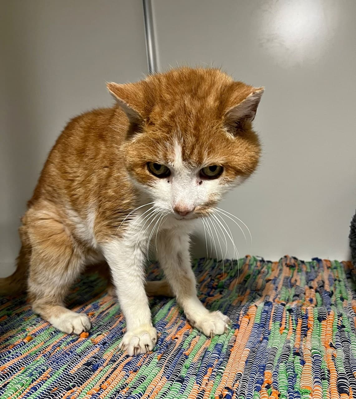 Foto von Letzter Ruhepol für Opi Rufus gesucht (mit Video)