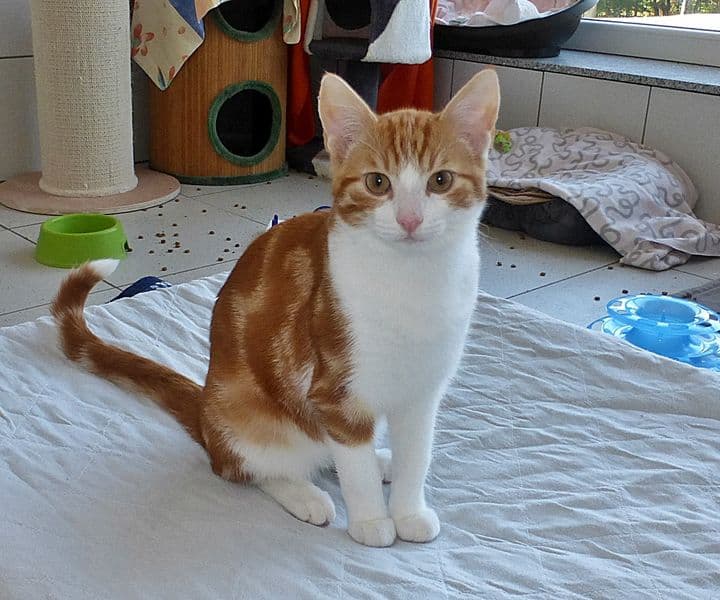 Foto von wunderschöner kleiner Sally