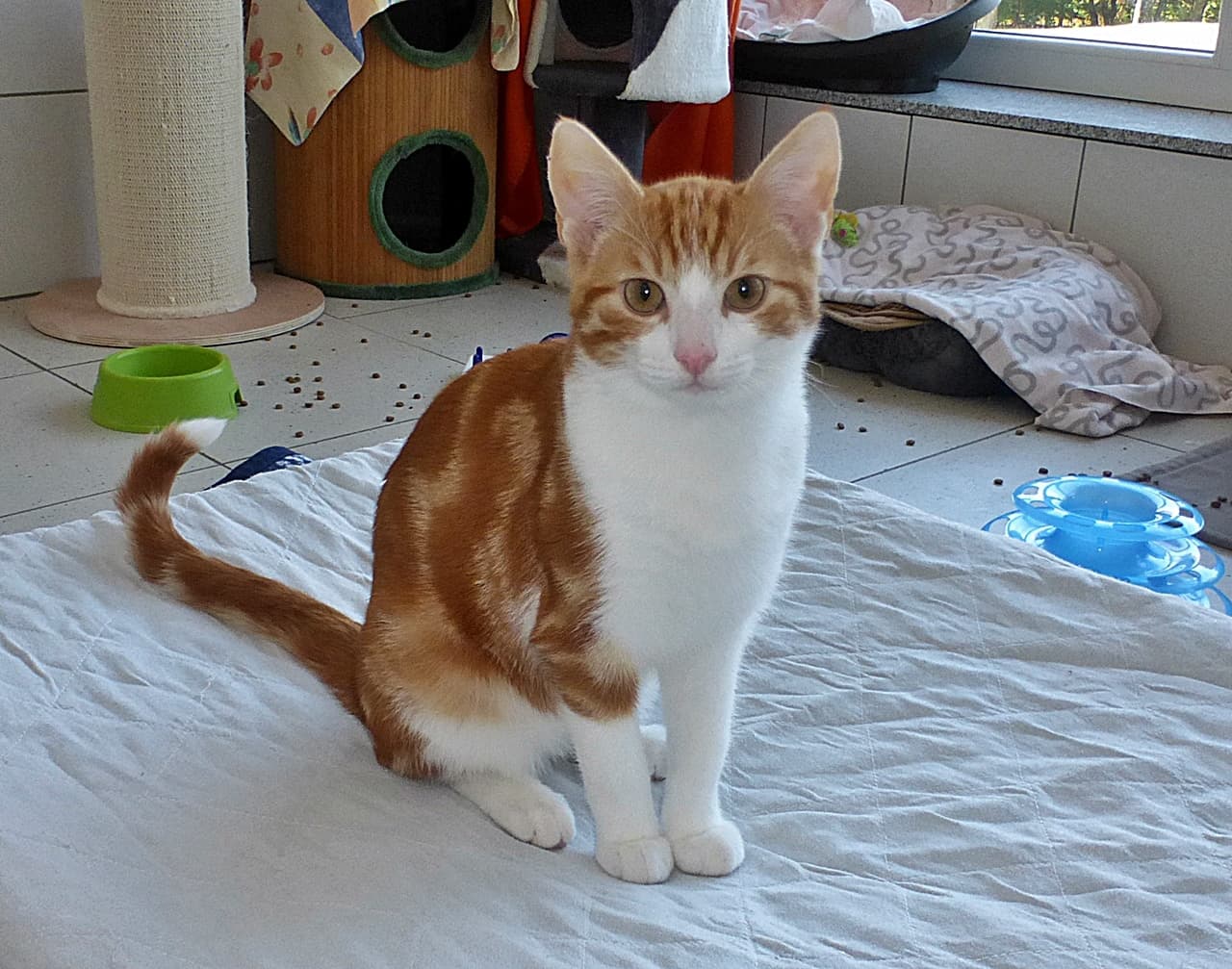 Foto von wunderschöner kleiner Sally