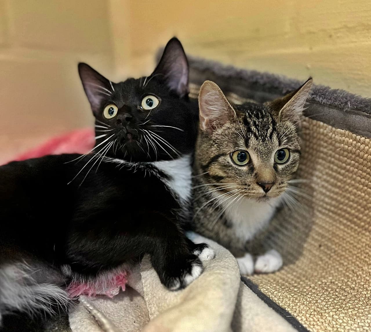 Foto von Salt & Pepper lieben sich