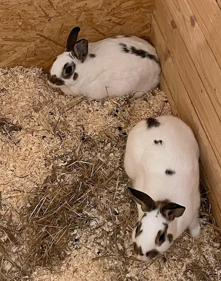 Samu und Samson, zwei Sorgenfellchen