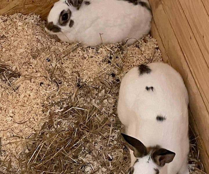 Foto von Sama und Samson, ein schüchternes Pärchen