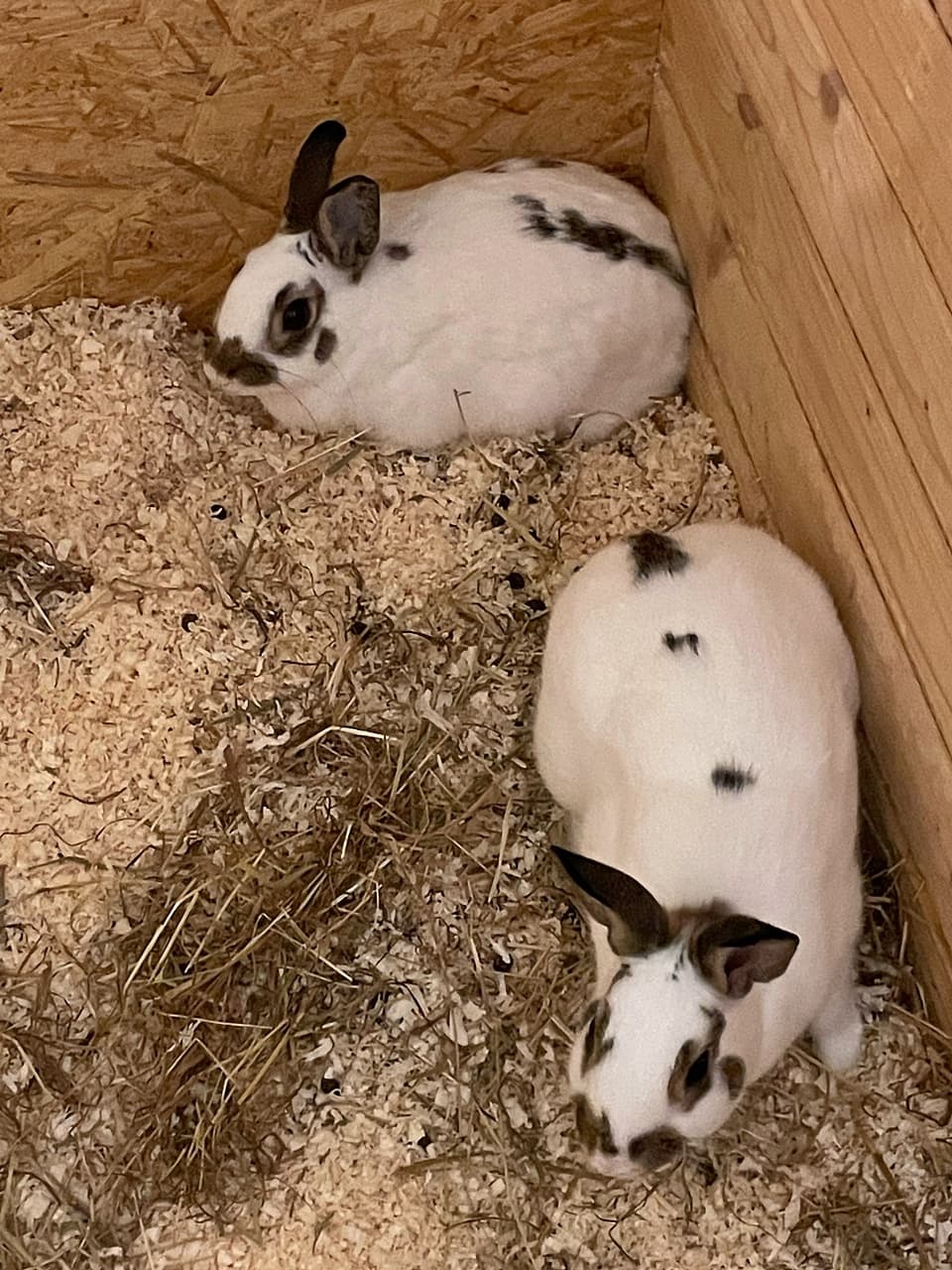 Foto von Sama und Samson, ein schüchternes Pärchen