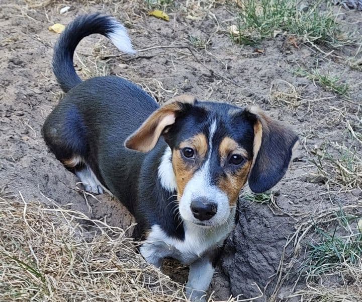 Foto von bezauberndes Hundemädchen Sanne