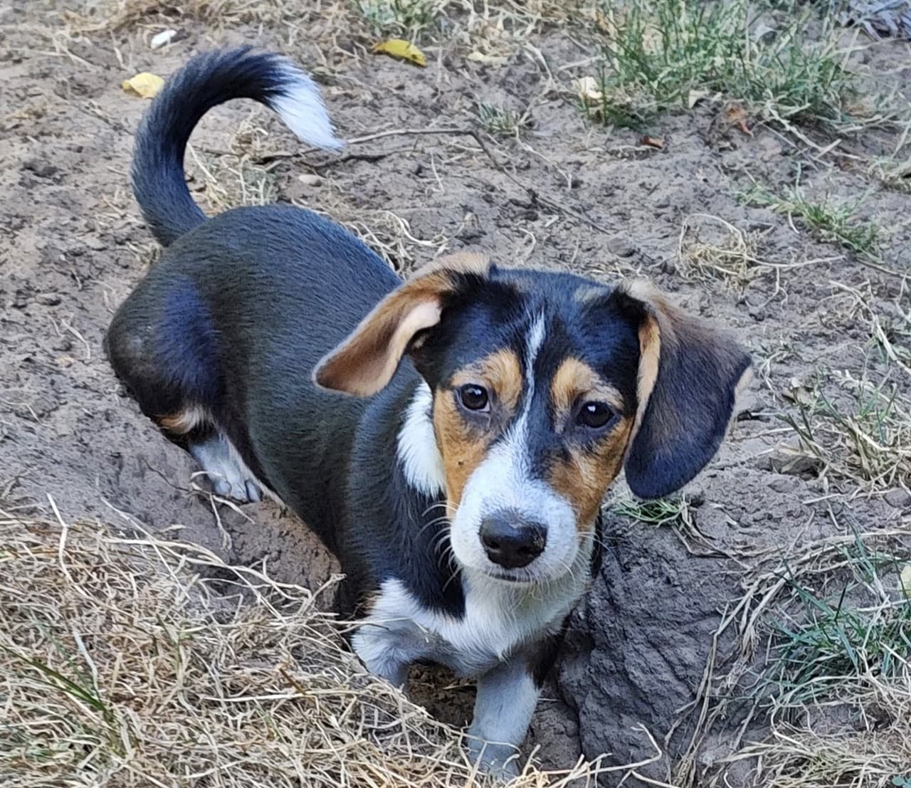 Foto von bezauberndes Hundemädchen Sanne