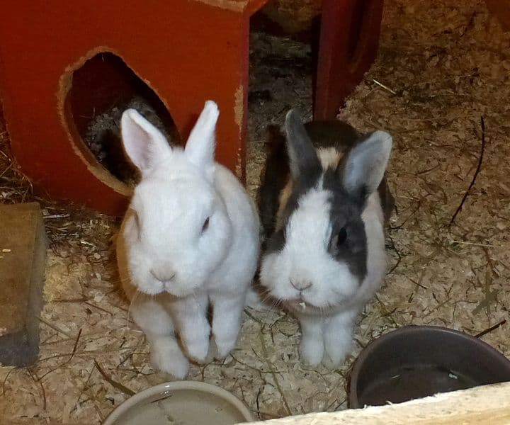 Foto von süßes Pärchen Sansa und Daenerys