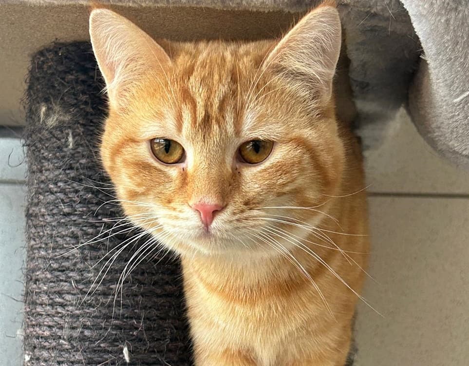 Foto von aufgeschlossener Sawyer