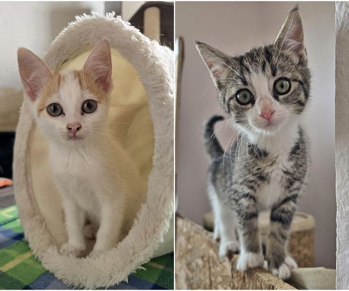 Foto von Schachtel und Wanda gehören zusammen