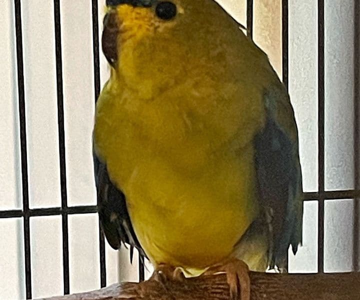 Foto von einsamer Schmucksittich