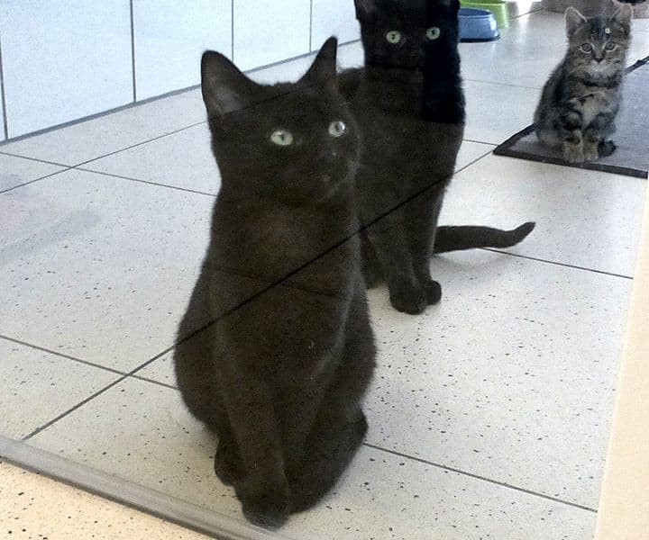 Foto von Schnick und Schnuck sind sehr zutraulich