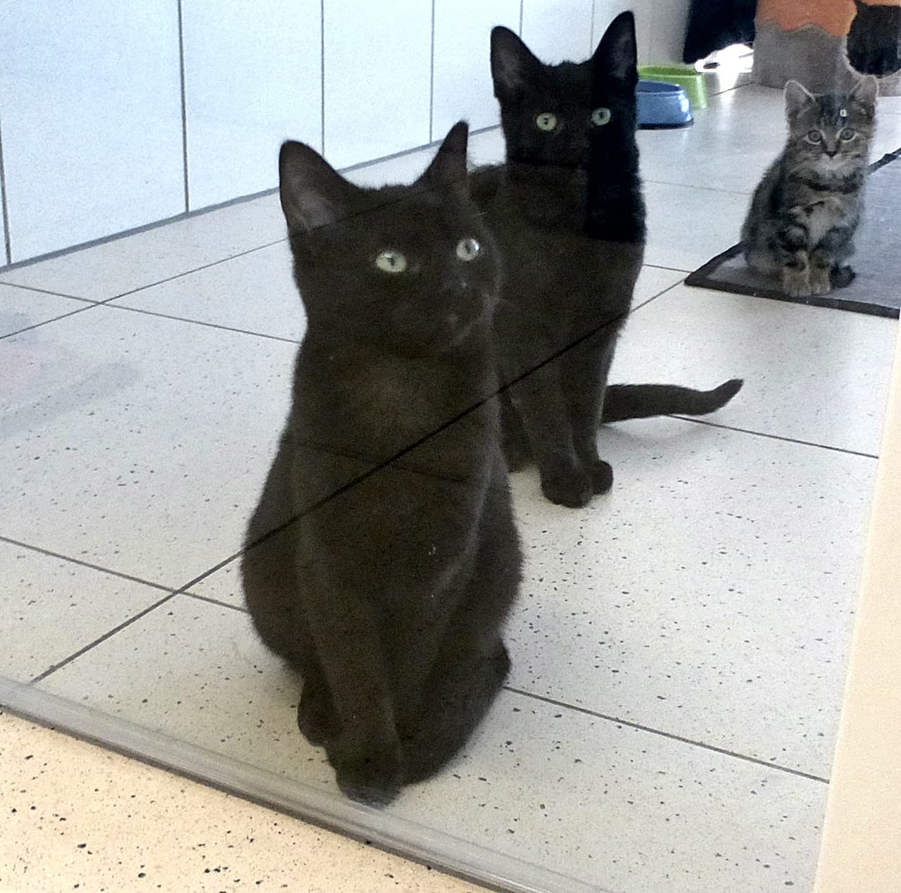 Foto von Schnick und Schnuck sind sehr zutraulich