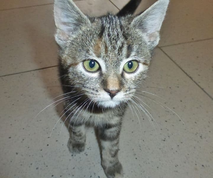 Foto von kleine Schnurz, Schwester von Piep und Egal