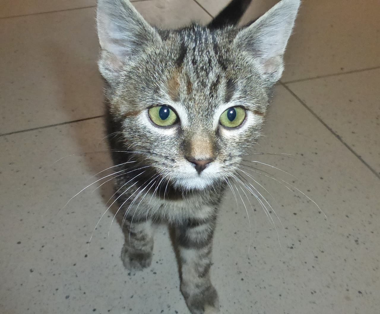 Foto von kleine Schnurz, Schwester von Piep und Egal