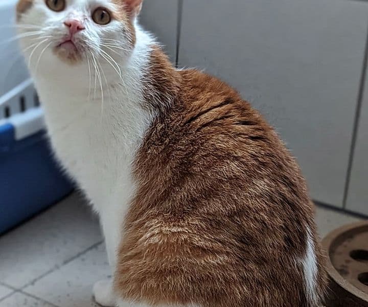 Foto von temperamentvoller Sessel (feliner Coronavirus-Träger)
