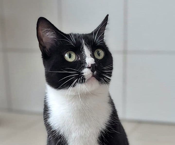 Foto von schüchterner Kater Shadow