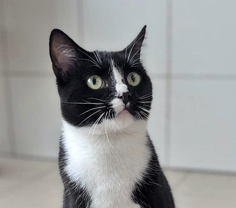 Foto von schüchterner Kater Shadow