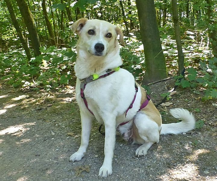 Foto von sanfte Shatty (mit Video)
