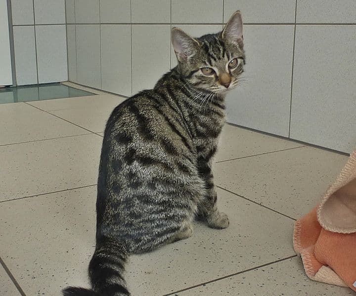 Foto von Tigerchen Sherlock