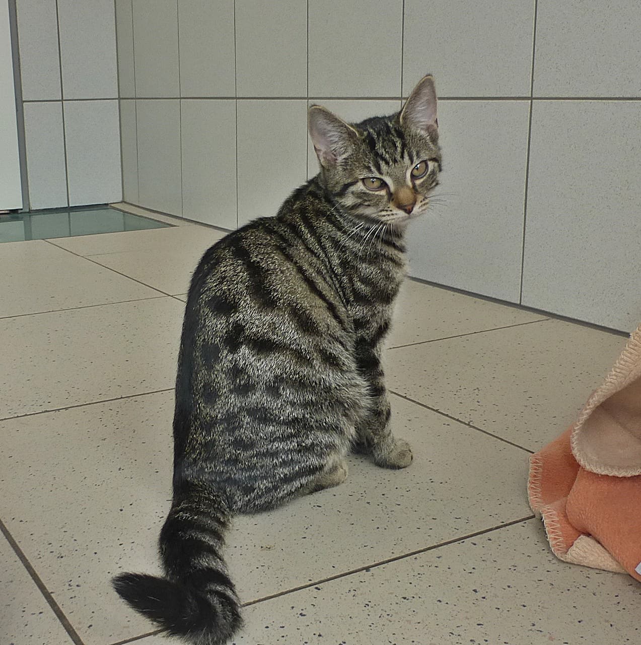 Foto von Tigerchen Sherlock