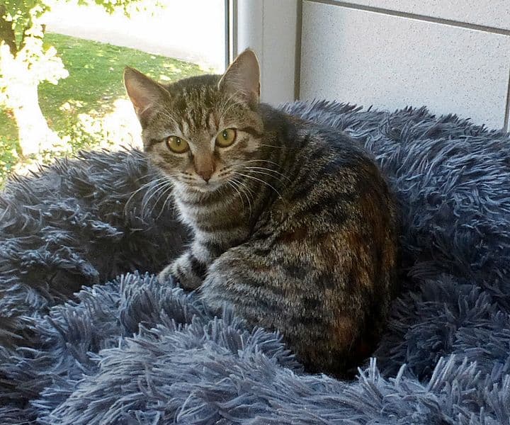 Foto von Tigerchen Sherlock ist noch vorsichtig