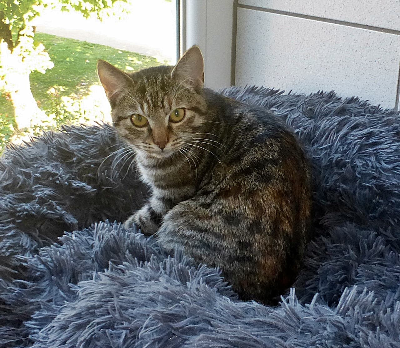 Foto von Tigerchen Sherlock ist noch vorsichtig
