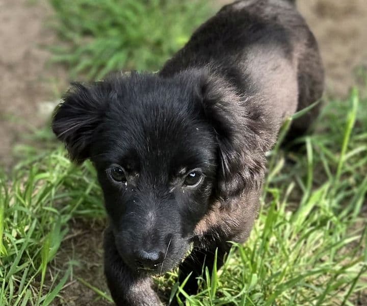 Foto von lieber kleiner Sherlock