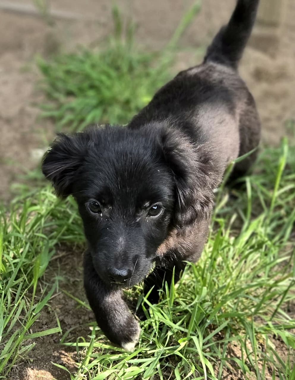 Foto von lieber kleiner Sherlock