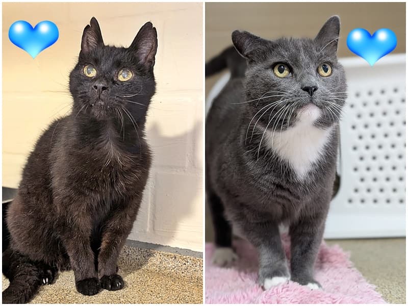 Wer hat ein Herz für unsere Katzenopis?