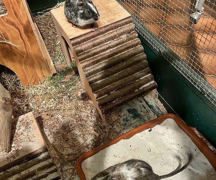 Foto von Shirley und Tilly, unsere lieben Degu-Damen