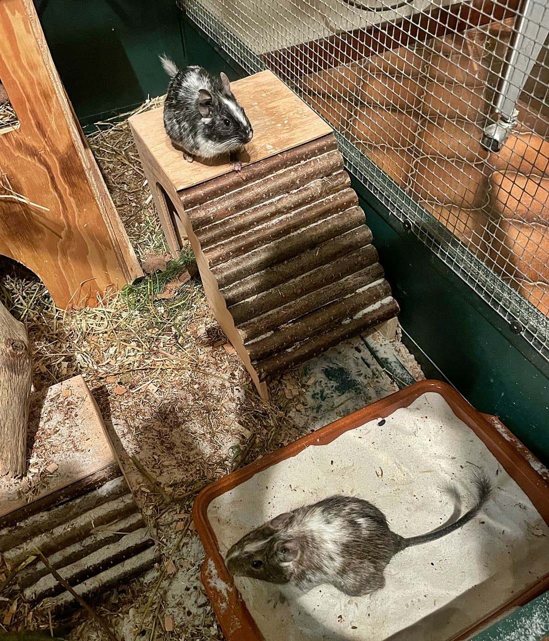 Foto von Shirley und Tilly, unsere lieben Degu-Damen