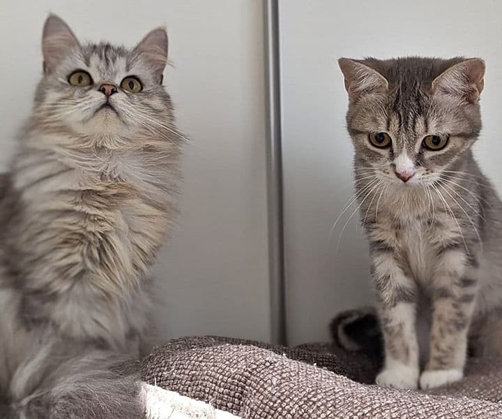 Foto von Silver und Sutton, unsere zauberhaften Samtpfoten (feline Coronavirus-Träger)