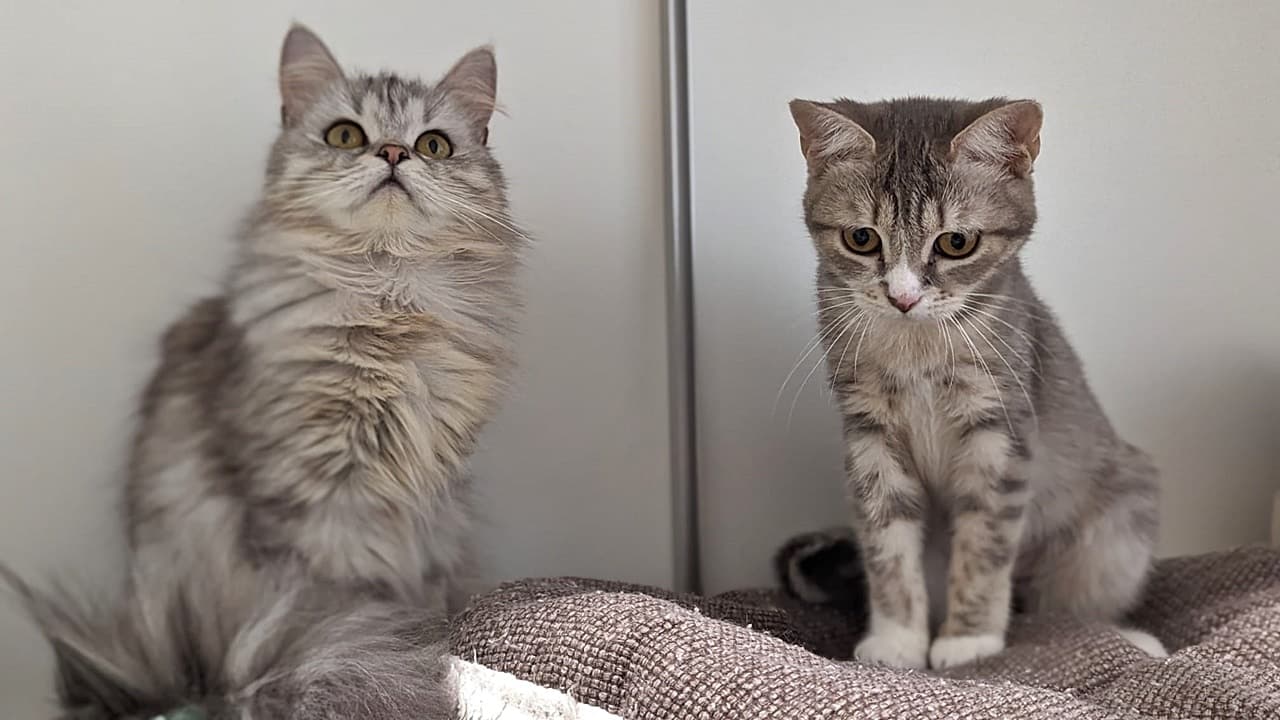 Foto von Silver und Sutton, unsere zauberhaften Samtpfoten (feline Coronavirus-Träger)