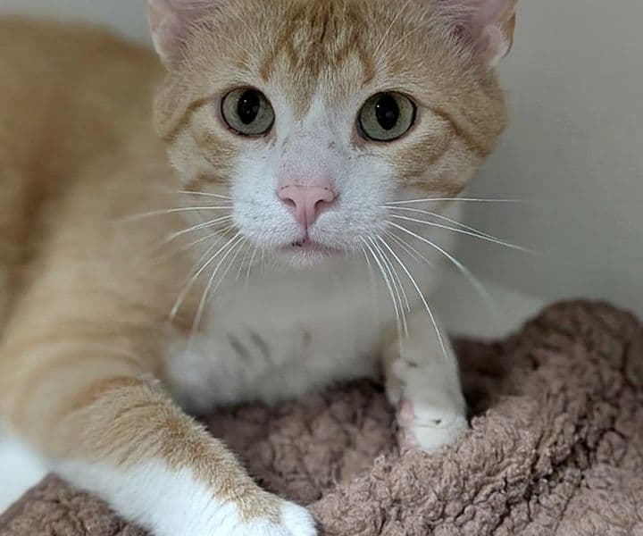 Foto von verschmuster Rottiger Simba (wurde FIV-positiv getestet)