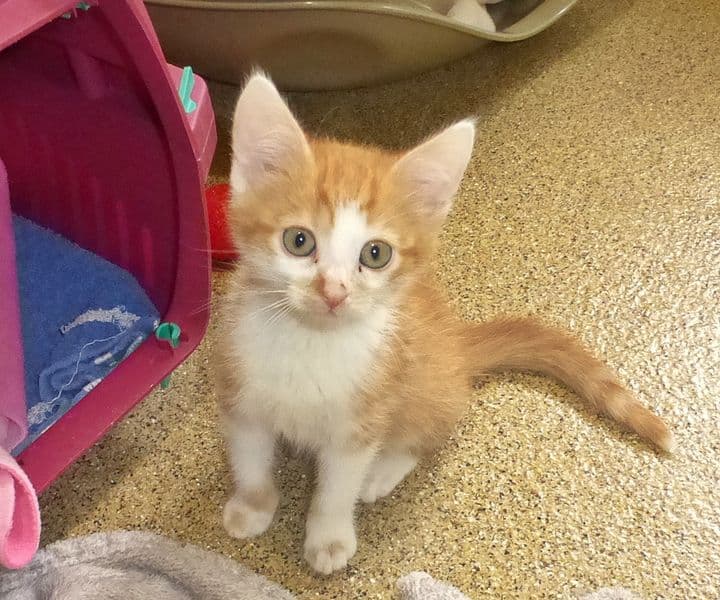 Foto von Simba und Fiete gehören zusammen