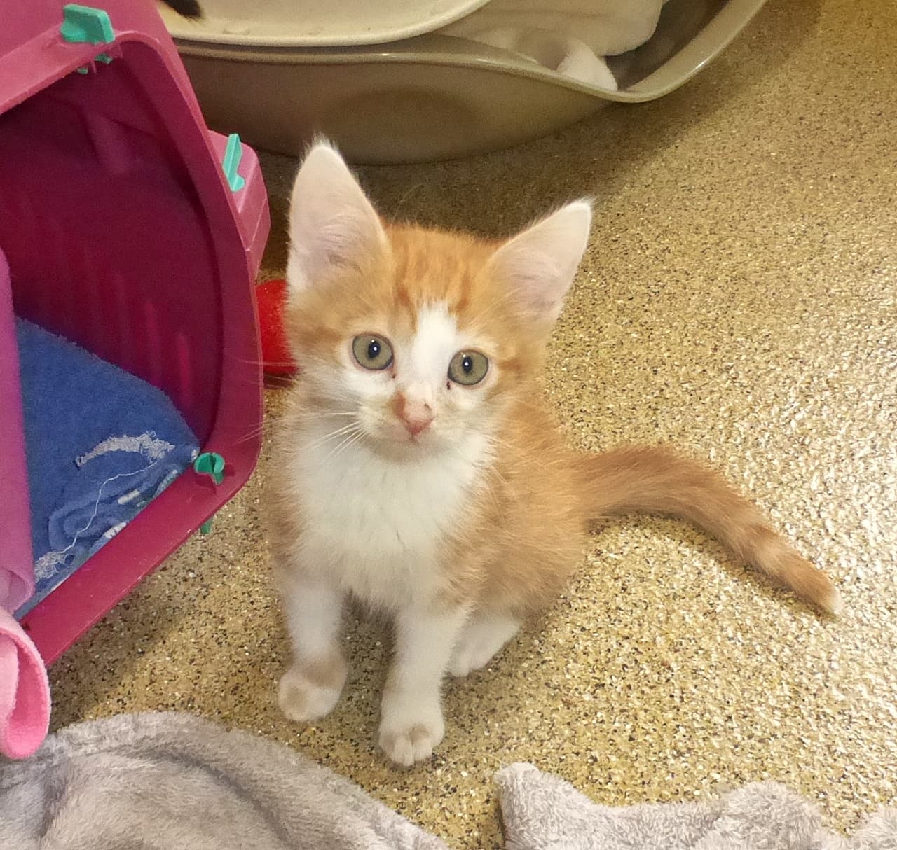Foto von Simba und Fiete gehören zusammen