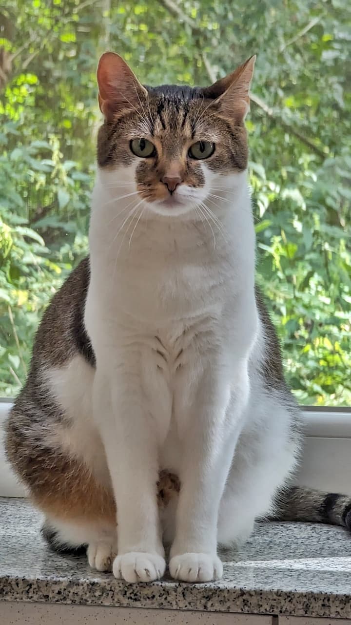 Foto von Geduldiges Zuhause für Sjana gesucht