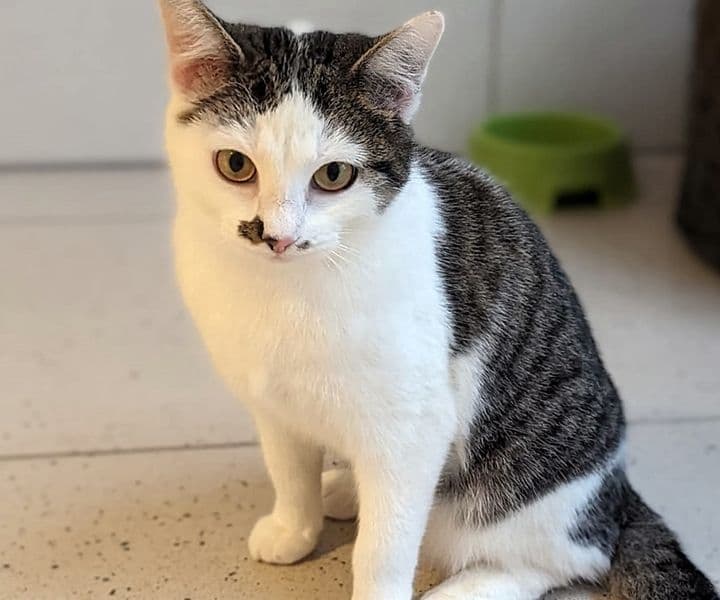 Foto von Sanfte schüchterne Sleepy (mit Video)