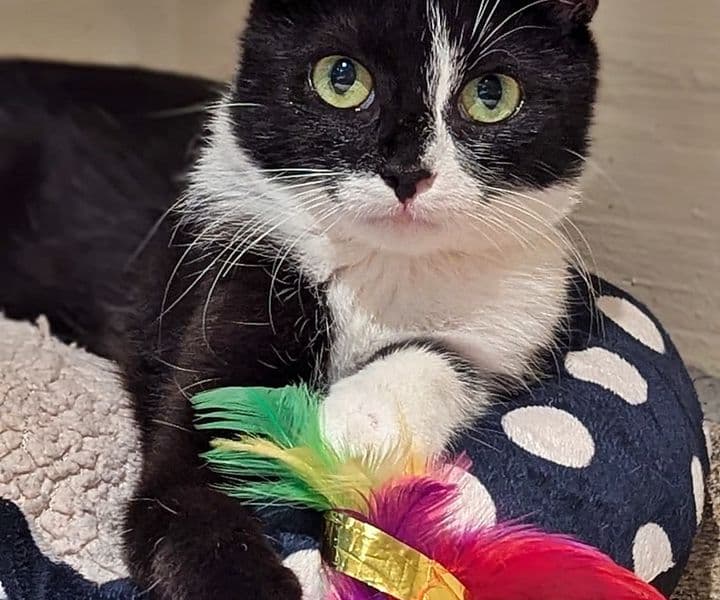 Foto von schüchterne Katzenmama Smilla