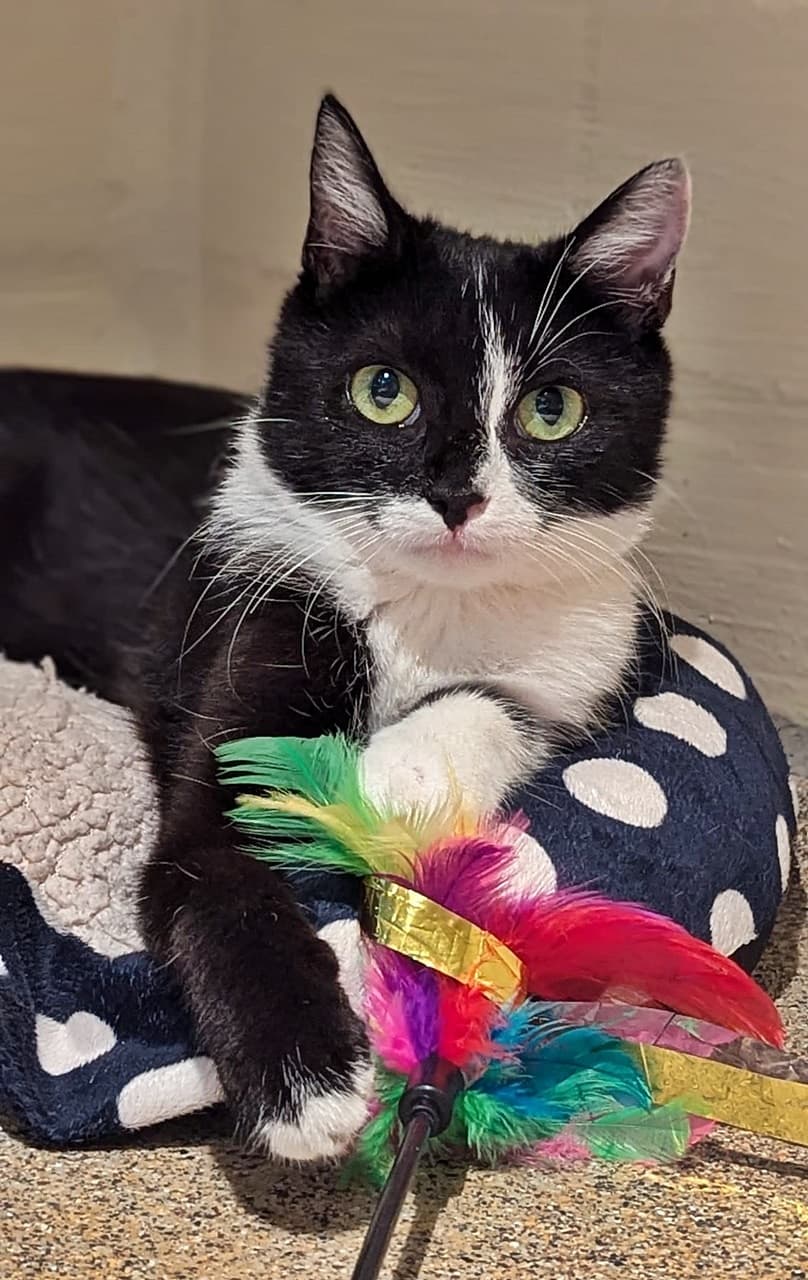 Foto von schüchterne Katzenmama Smilla