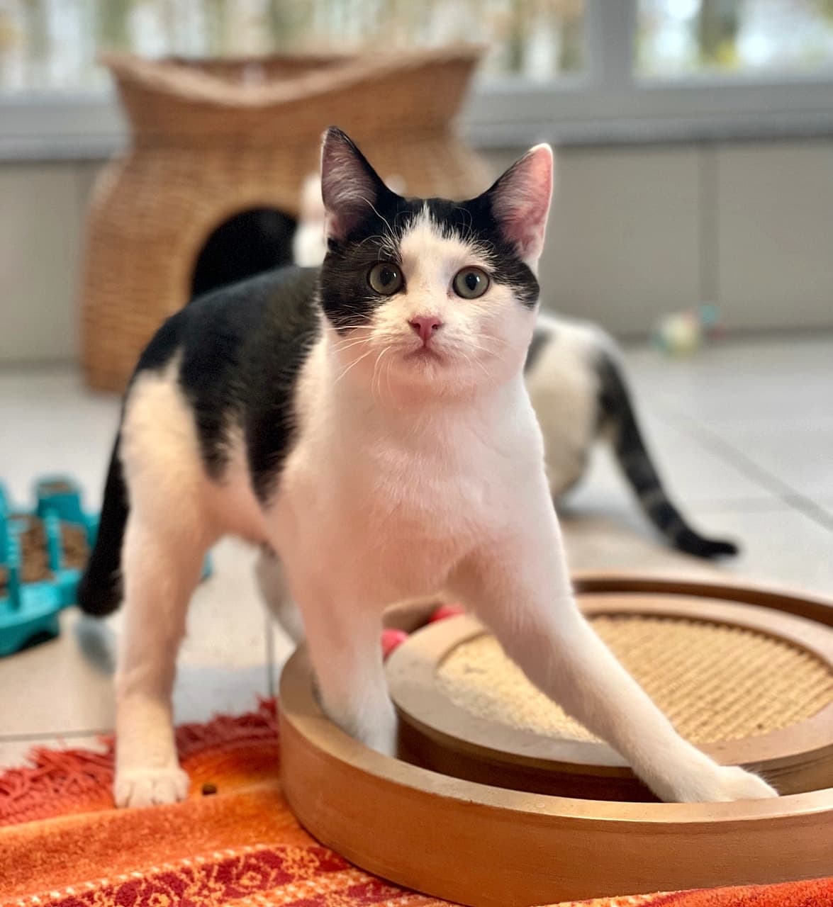 Foto von Snickers