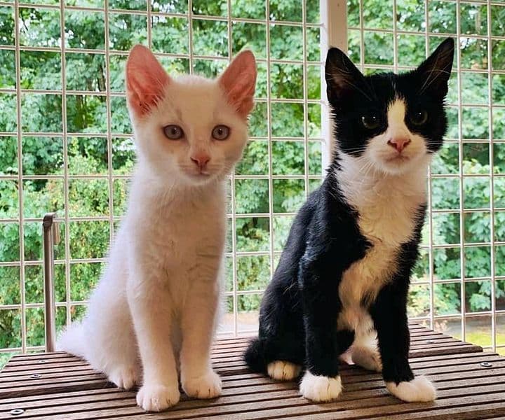 Foto von Snowball und Ikki, ein tolles Team