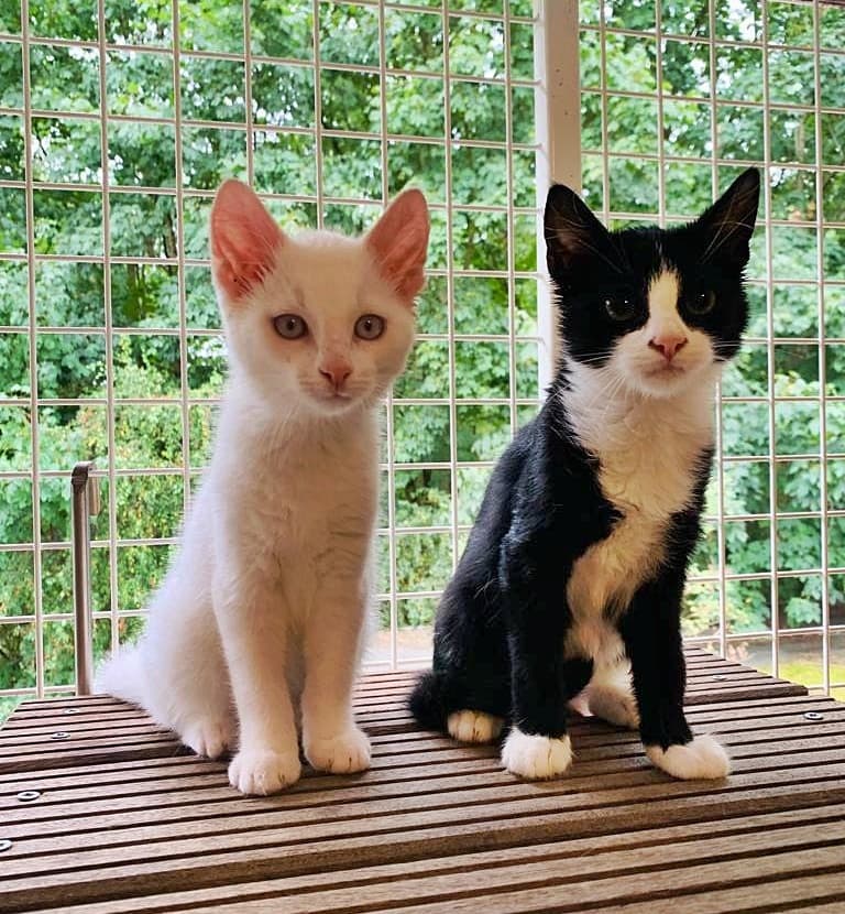 Foto von Snowball und Ikki, ein tolles Team