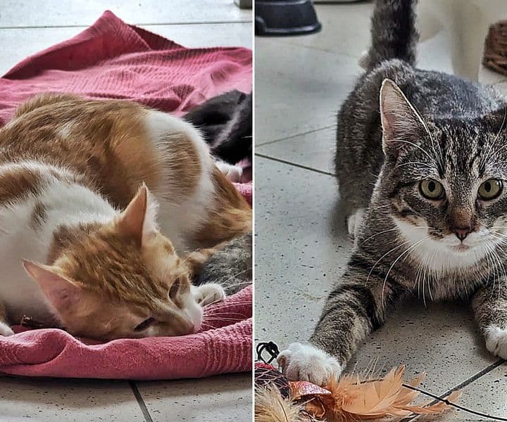 Foto von Spencer und Wino möchten zusammen alt werden