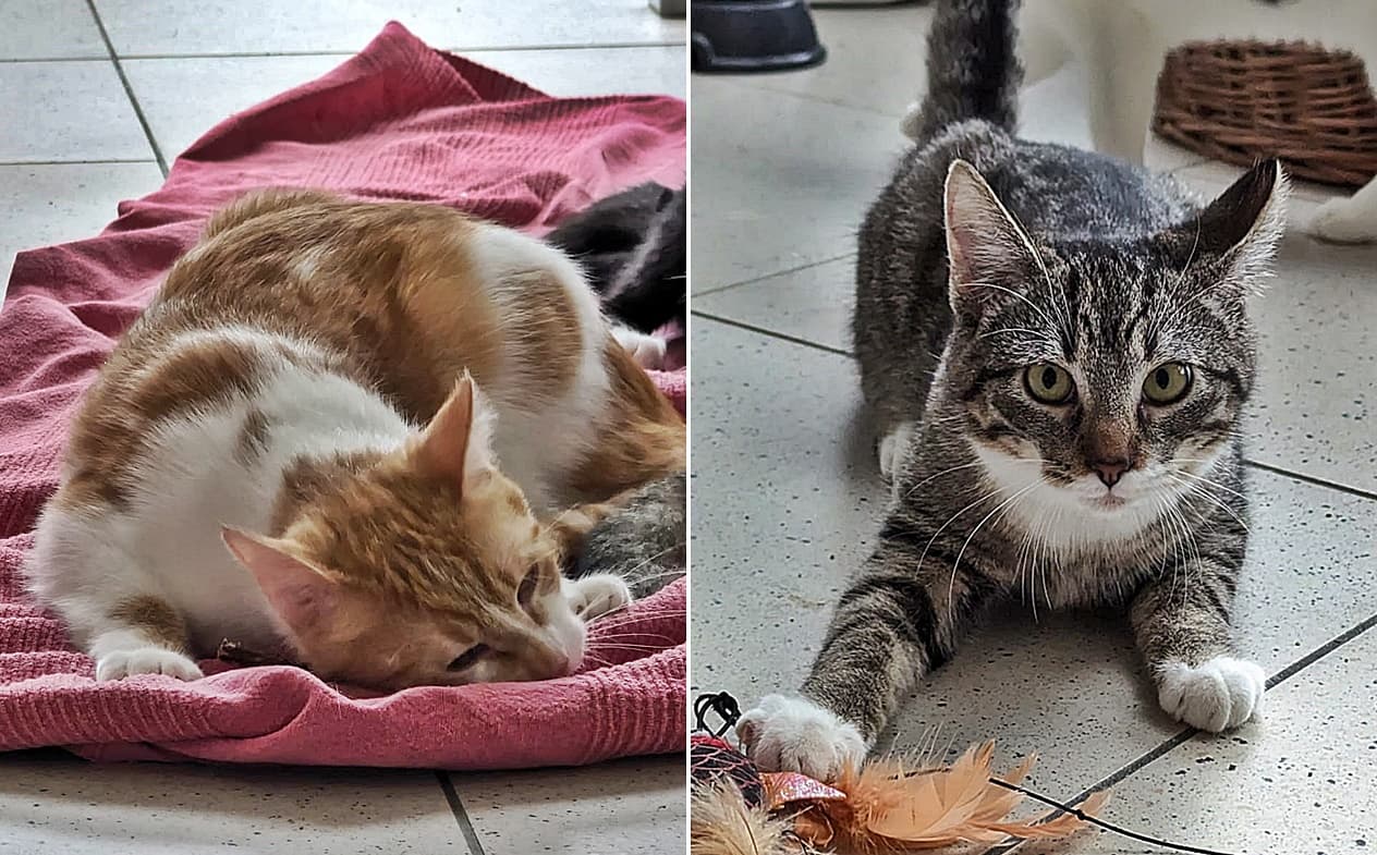 Foto von Spencer und Wino möchten zusammen alt werden